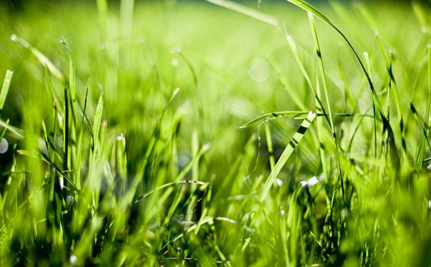 Green grass - Φωτογραφία, εικόνα