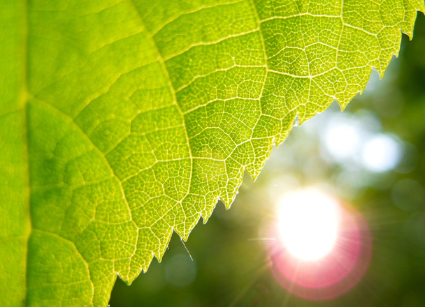 Green leaf and sun - Foto, afbeelding