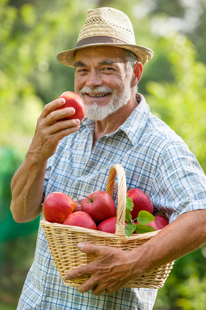 Gardener with a basket of ripe apples - Foto, afbeelding