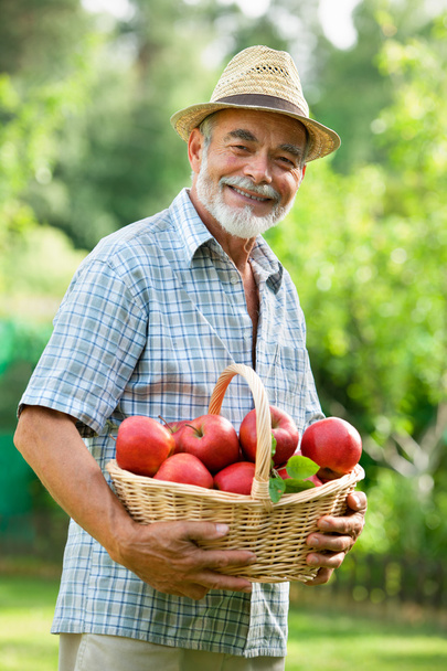 Gardener with a basket of ripe apples - Foto, afbeelding