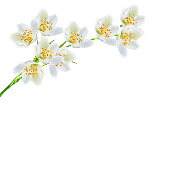 White jasmine flower.  - Photo, Image