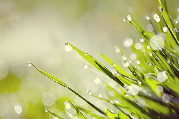 Fondo de hierba verde con las gotas de rocío - Foto, Imagen