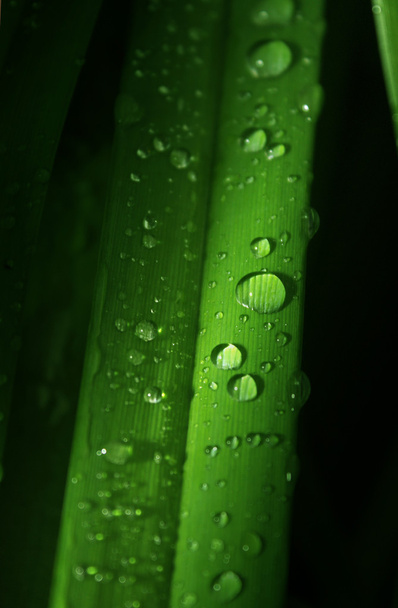 Drops on the leaf - Foto, imagen