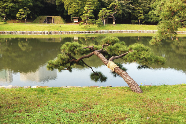 pinheiro japonês
 - Foto, Imagem
