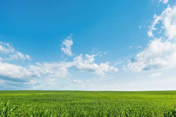 Деревенское поле естественного фона. Зеленая трава и голубое небо
.  - Фото, изображение