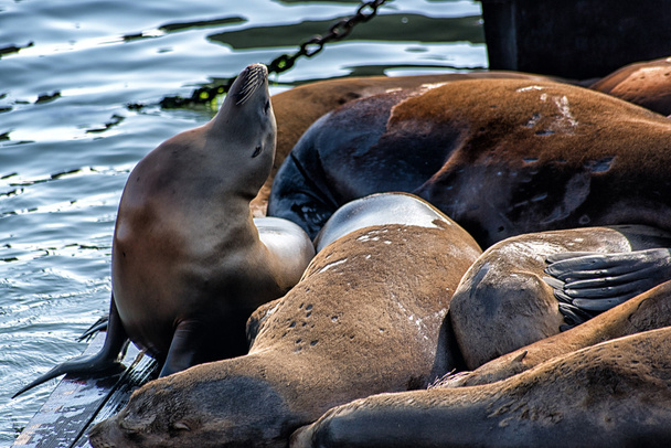 Eerst verschijnen in 1989, de zeeleeuwen hebben vervoeren uit bij Pier 39 in steeds grotere aantallen. Nu gecontroleerd door de Marine Mammal Center. - Foto, afbeelding