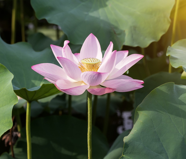 Lotus kukka ja Lotus kukka kasvit
 - Valokuva, kuva