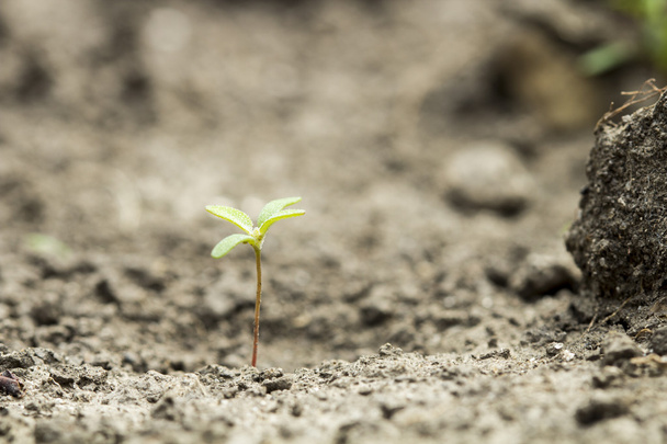 crescimento da germinação de sementes na floresta
 - Foto, Imagem