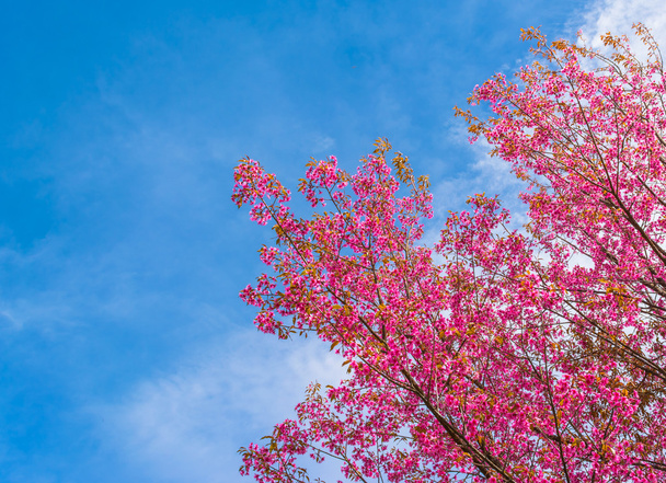wild Himalayan Cherry flower(Thailand's sakura),Chiang Mai Thail - Photo, Image