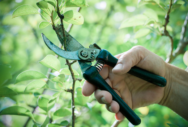 Pruning of trees with secateurs - Фото, зображення