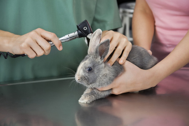 Nurse Examining Rabbit With Otoscope On Table - Valokuva, kuva