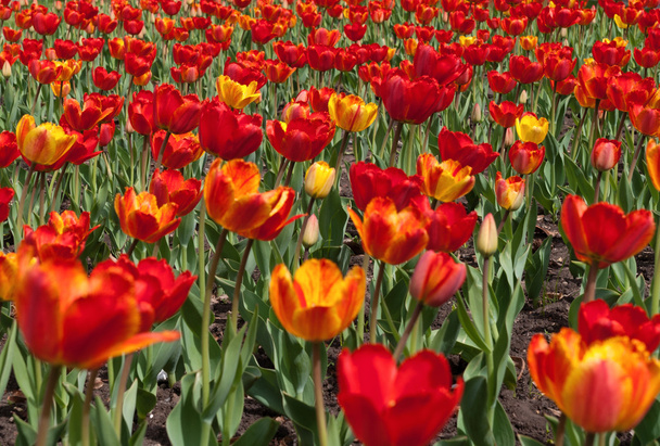 lawn with red and yellow tulips - Zdjęcie, obraz