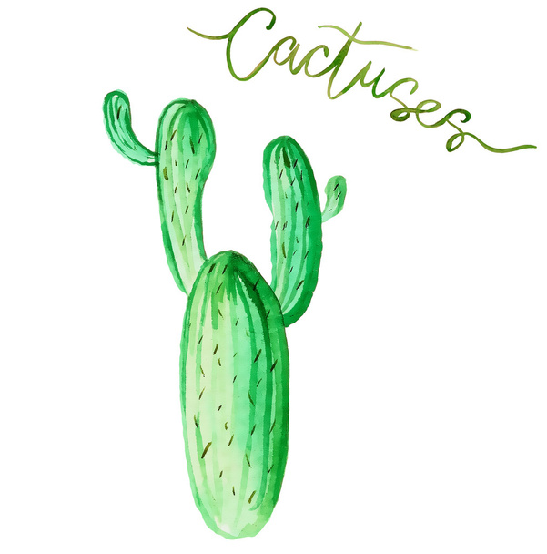 Watercolor cactushand-drawn - Photo, image