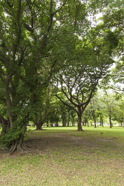 Green trees in beautiful park - Foto, Imagen