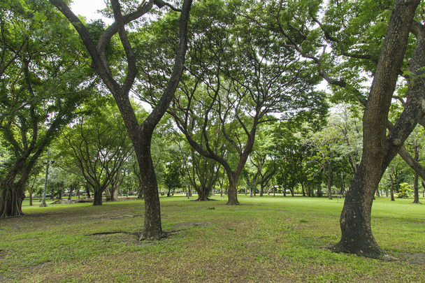 grüne Bäume im schönen Park - Foto, Bild