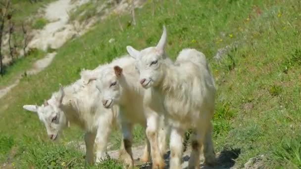 Drie berggeiten Baby lopen op groene helling - Video