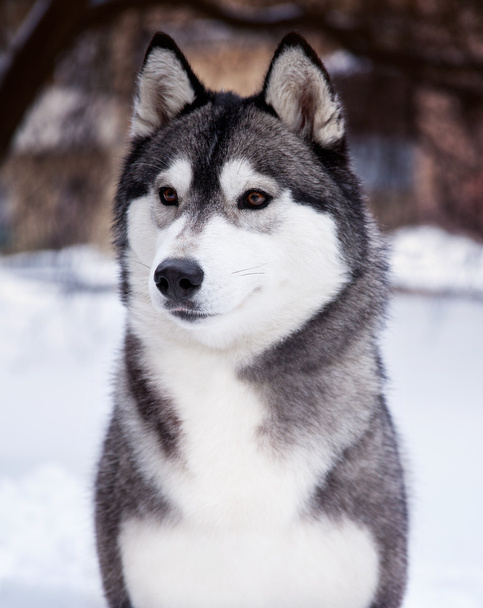 Portrait of a black and white husky dog - Photo, Image