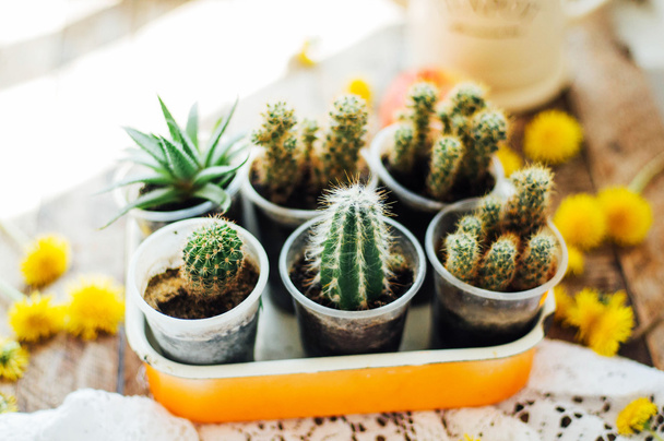 Diverses plantes de cactus, foyer sélectif. Cactus et succulents co
 - Photo, image