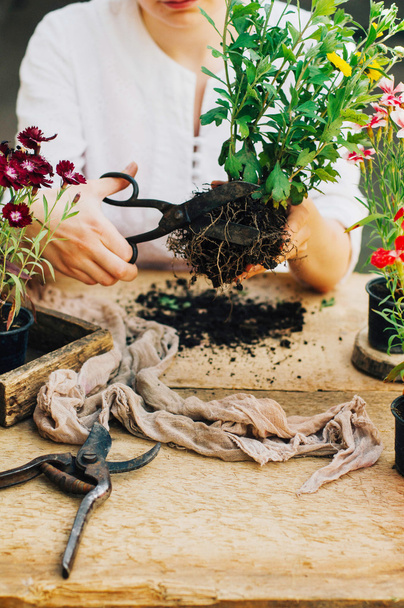 Gardener doing gardening work at a table rustic. Working in the garden, close up of the hands of a woman cares flowercarnations. Womans hands. Garden tools with flowers. - Foto, Imagen