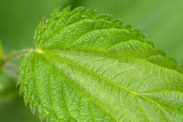 Common nettle plants with defensive stinging hairs on green leaves and stems  - Photo, image