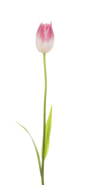 pink tulip on a thin stalk - Foto, afbeelding