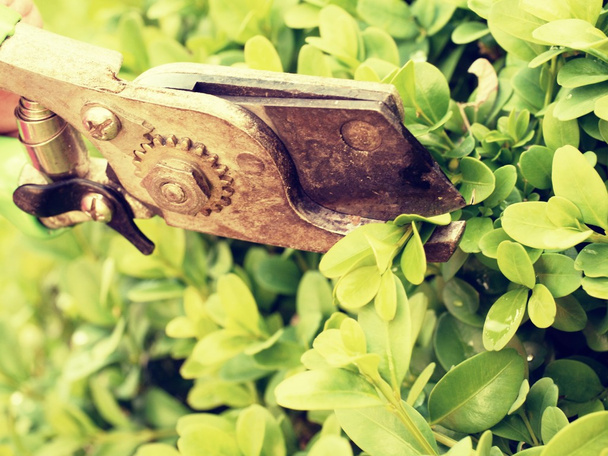 Рука художнього садівника обрізка гілки куща буксуса
 - Фото, зображення