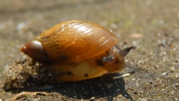 Snail crawling on the road leaving a trail - Footage, Video