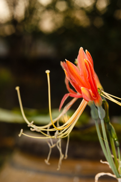 Zbliżenie eucrosia czerwony kwiat bicolor - Zdjęcie, obraz
