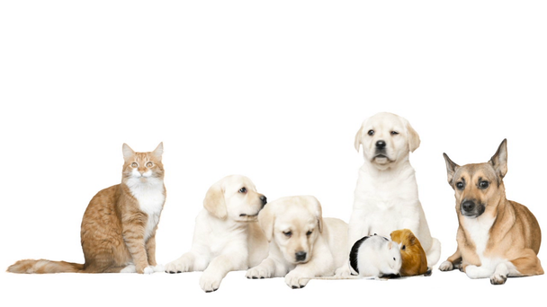cão e gato e roedores em um fundo branco
 - Filmagem, Vídeo