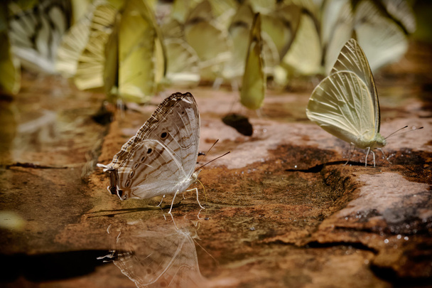 Comer mariposas La sal lame en el suelo en el parque nacional Pangsida
  - Foto, imagen