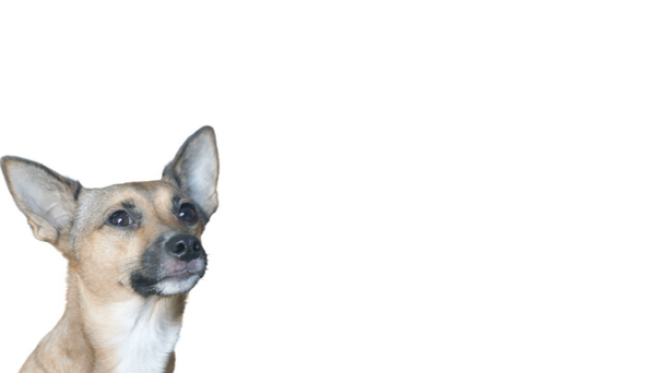 gezicht rode hond ziet er op een witte achtergrond - Video