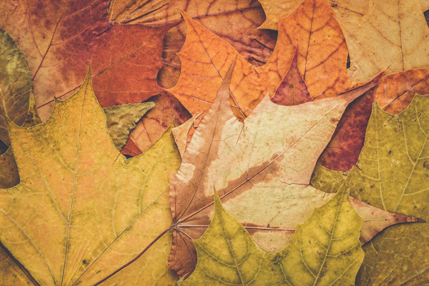 colorful autumn leaves background - Zdjęcie, obraz
