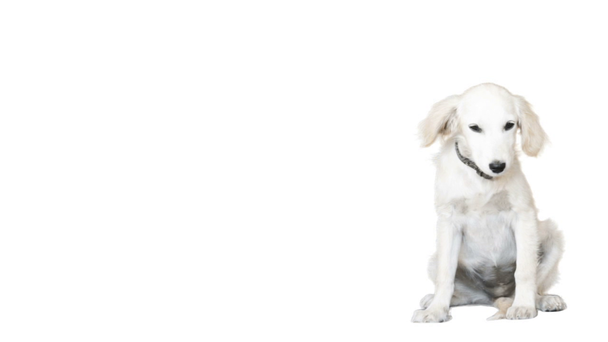 Beyaz bir arka plan üzerinde oturan komik beyaz köpek - Video, Çekim