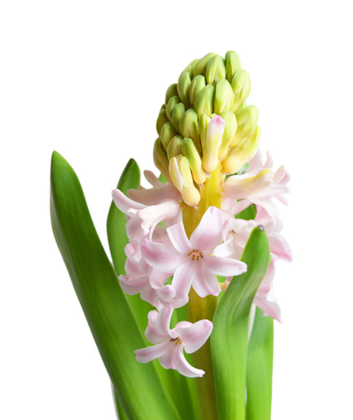 Single open pink hyacinth flower isolated on white background. - 写真・画像