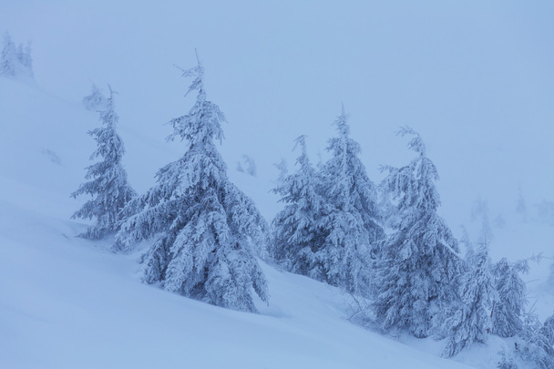 hóval borított erdő  - Fotó, kép