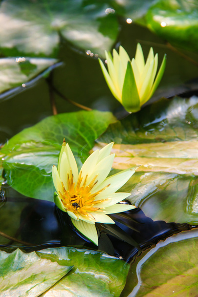 Żółty kwiat lilia wodna lub lotus kwitnący na staw - Zdjęcie, obraz