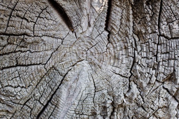 textura kmen stromu - Fotografie, Obrázek