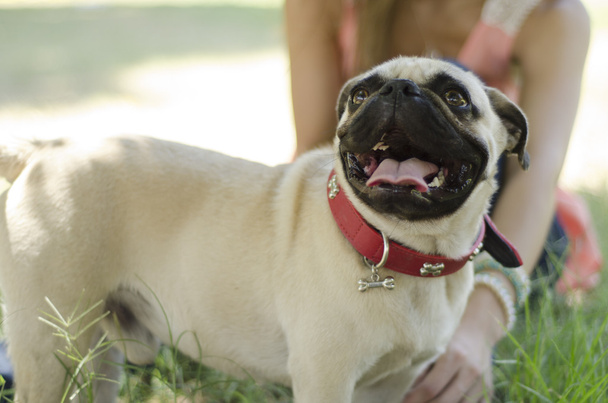Ritratto di simpatico cane carlino e proprietario appeso al parco
 - Foto, immagini