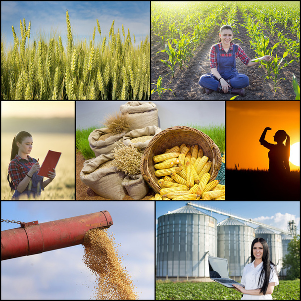 Collage of farming images - Photo, Image