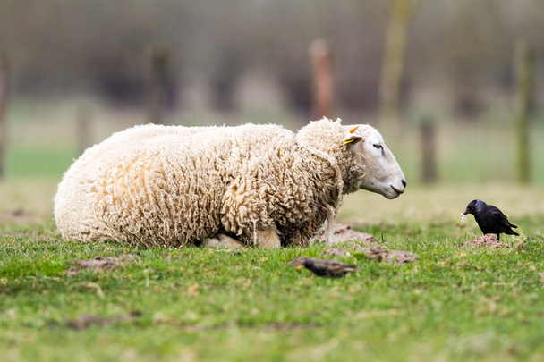 Schafe auf dem Feld - Foto, Bild