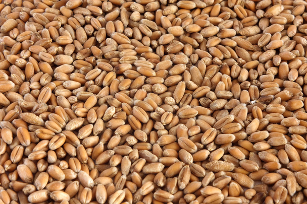 pšeničné zrno - Fotografie, Obrázek