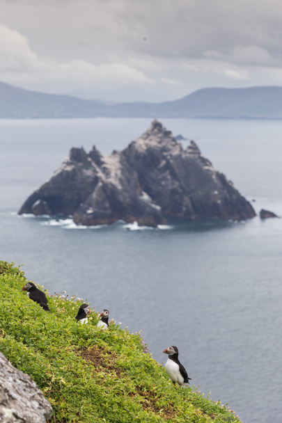 El grupo de los frailecillos del Atlántico
 - Foto, imagen