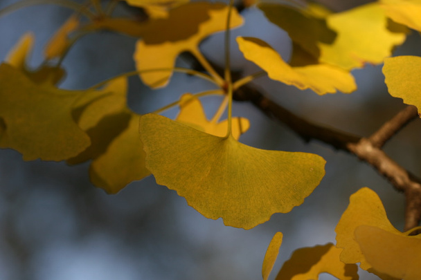ginkgo folhas em tempo de outono
 - Foto, Imagem
