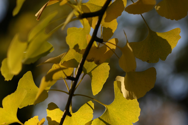 ginkgo folhas em tempo de outono
 - Foto, Imagem