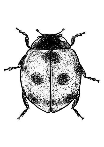 Ladybird - drawn ink illustration isolated on white background. Engraving style. Marybeetle. Ladybug. Ladybeetle - Vector, Image
