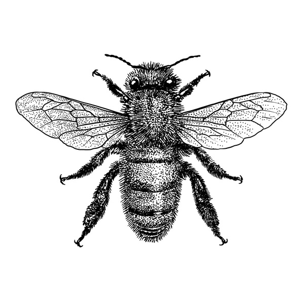 刻まれた、描き下ろしイラスト ハチ - ベクター画像