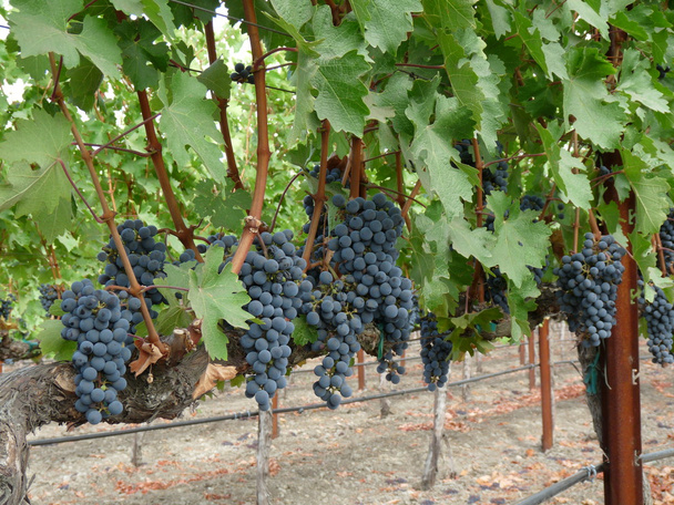 Кластеры винограда
 - Фото, изображение