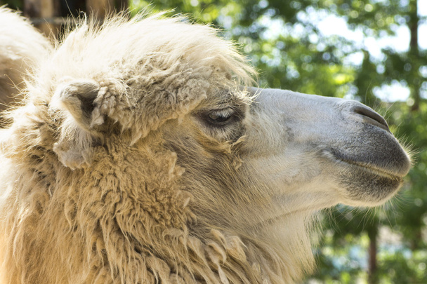 Camel portrait - Photo, image