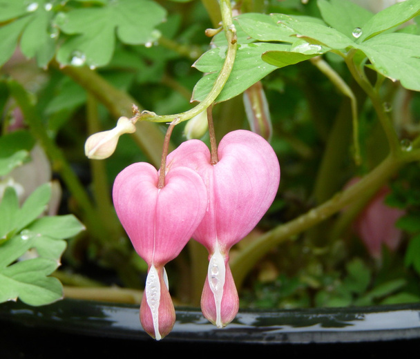 Цветки в форме сердца
 - Фото, изображение