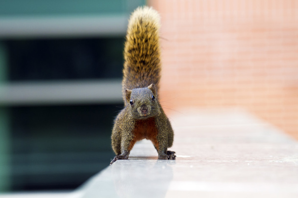 Eekhoorn met gespannen staart, eekhoorns - Foto, afbeelding